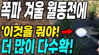 겨울오기전 쪽파에 요소대신 이것 한스푼이면 2배 더 수확! 내년 쪽파농사 대박!