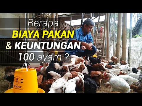 , title : 'Review Berapa Habis Pakan, Biaya dan Keuntungan 100 Ayam Ternak Rumahan'
