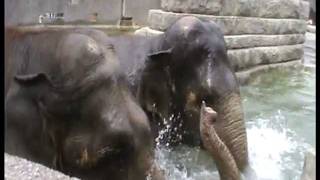 preview picture of video 'Elefantendamen Patma + Rani Kinderzoo Rapperswil'