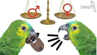 Choosing a Parrot - Part 1 - Male or Female: Imitative Abilities