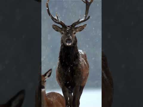 Listen to the Roar of the Red Deer: Experience the Thrilling Rutting Calls in the Forest