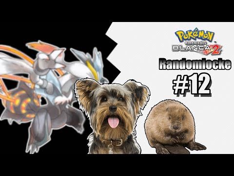 CAPTURAS PARA NO REMONTAR | POKÉMON BLANCO 2 RANDOMLOCKE #12