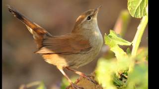 O Rouxinol- Milton Nascimento
