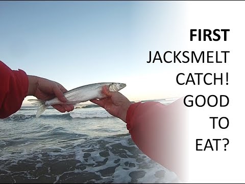 Jacksmelt paraziták - A hal és a tenger gyümölcseinek kiválasztása a sushi vagy a sashimi számára