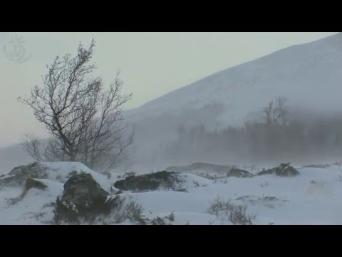 💨 Winter Landscape in the Highlands of Norway with Cold Blowing Storm Sounds for Many Restful Hours