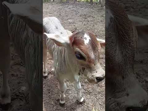 conde Bahia fazenda coqueiro