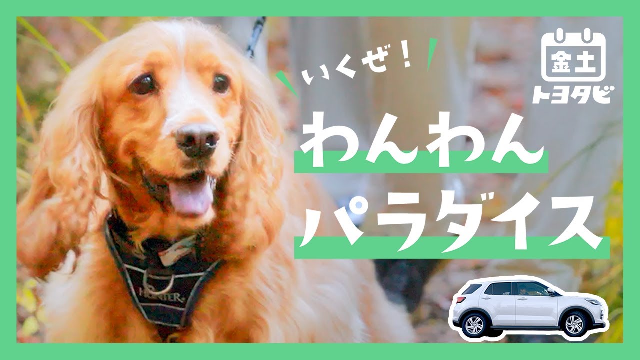 【金土トヨタビ】ライズ編