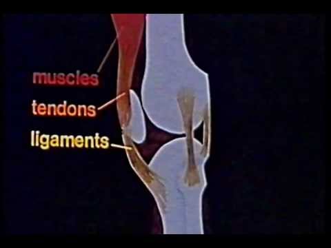 Centro protesi articolare in Mound Il video osteocondrosi Bubnovsky