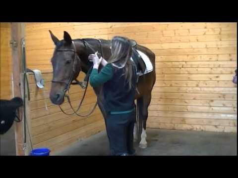 Hanoverian Dressage Horse: Thor's Video