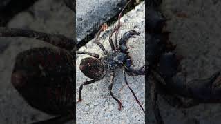 Download lagu 🕷️🌿 Meet the Vinegaroon: The Whip Scorpion with a Tangy Twist! mp3 Download lagu 🕷️🌿 Meet the Vinegaroon: The Whip Scorpion with a Tangy Twist! mp3