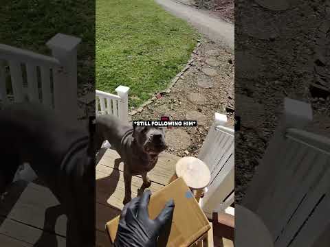 Delivery Guy Gets Cornered by Dogs…