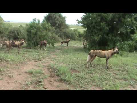 African Wild Dogs hunting in Chobe NP, Botswana