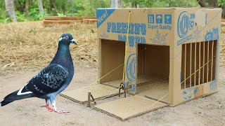 Download lagu Easy Making Quick Pigeon Trap From Cardboard Box - Really Unique Bird Trap mp3