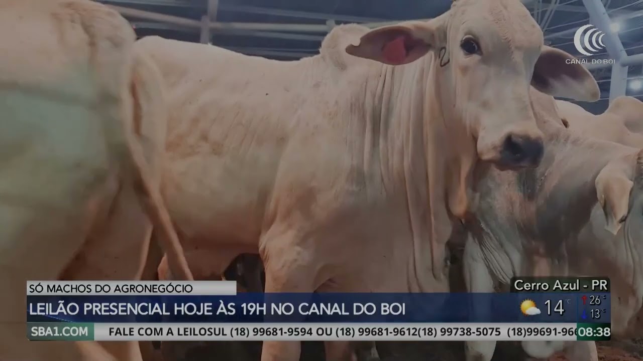 Leilão Só Machos do Agronegócio nesta quinta-feira às 19h no Canal do Boi