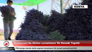 Güneysınır’da Ekilen Lavantanın İlk Hasadı Yapıldı