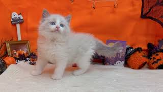 ラグドールの動画01