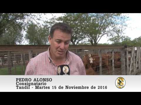 15-11-16 - Nota Pedro Alonso - Consignatario - Pedro y Raul Alonso - Tandil