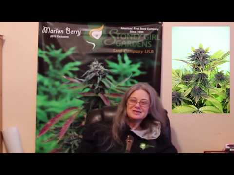 Strain Info - Marion Berry