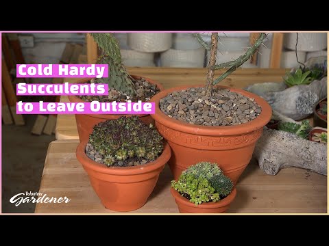 Cold Hardy Succulents | Volunteer Gardener