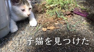 初めて子猫をこんな間近で見た
