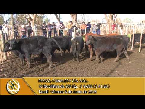 08-06-18 Venta de Machos - Rocco, Canales y Cía. S.R.L. - Rauch