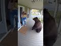 Bear eat snacks from kid and attack kid's mother 😱😱🐻 #attack #bearattack #animal