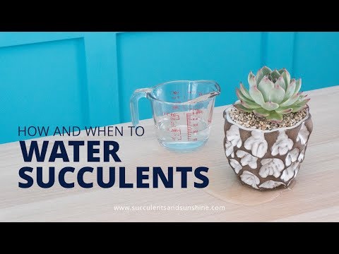 1st YouTube video about how long can succulents go without water