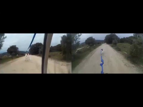 Bikejoring Cerceda con GORA