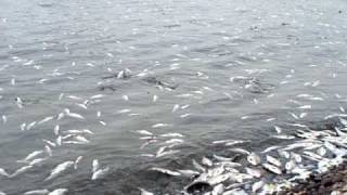 preview picture of video 'Fish kill using Rotenone at Lake Ogallala in Nebraska'