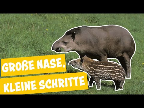 Ein kleines Tapir entdeckt die Welt | Panda, Gorilla und Co.