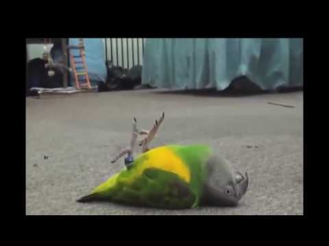 Animals Plays Dead After Fake Shooting