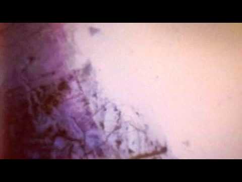 The Whirlings Reverence