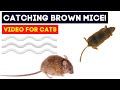CAT GAMES On SCREEN Brown Mouse Hunt Game For Cats Entertainment Video For Cats To Watch