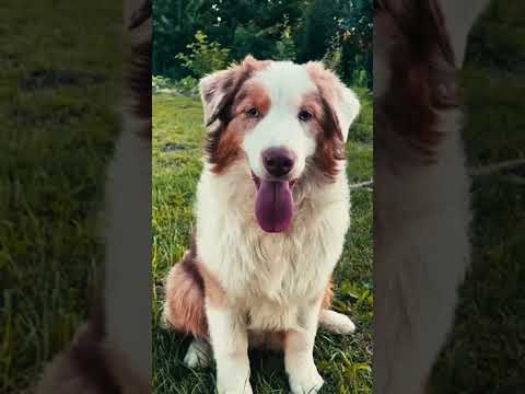 Australian Shepherd puppy for sale