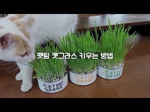 Pet Team Catgrass