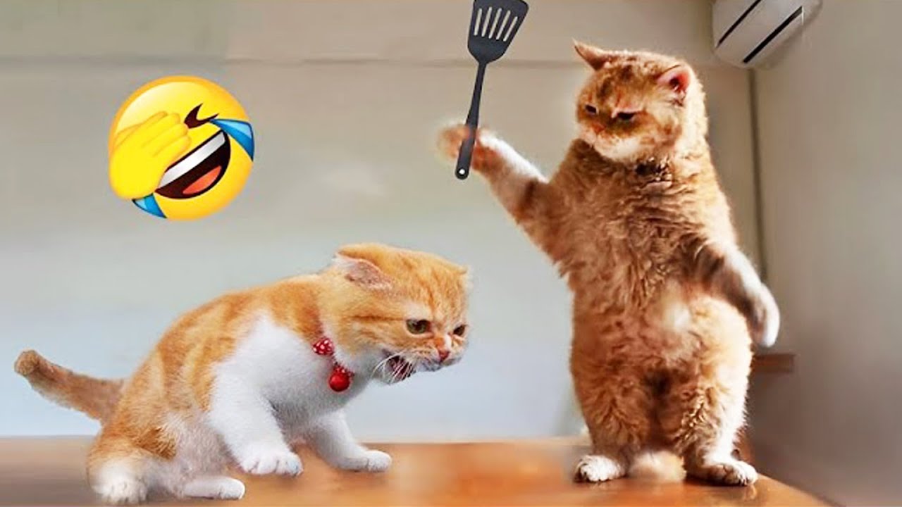These funny cats and dogs will crack you up! 😆