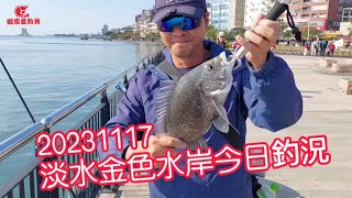 【淡水河釣魚】20231117淡水金色水岸今日釣況｜蝦皮愛釣魚