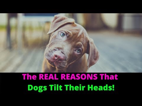 Why Do Dogs Tilt Their Heads When You Talk To Them?