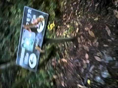 Aokigahara, Suicide Forest/ Las samobojcow