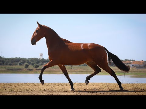 **SOLD**  Feminine piro free Lusitano broodmare - approved for breeding (REF#548)