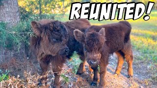 Our MINI HIGHLAND BULL Was Lonely -- So We Did This!