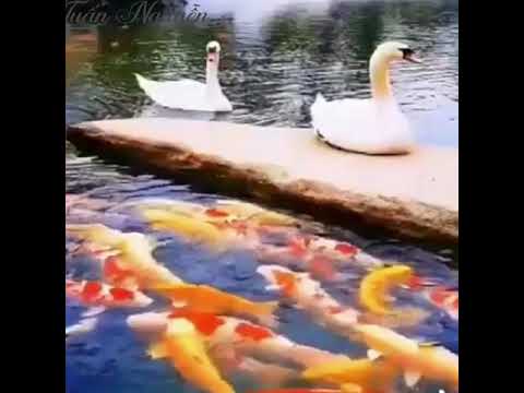 Người hùng và giai nhân - Tuấn Vũ