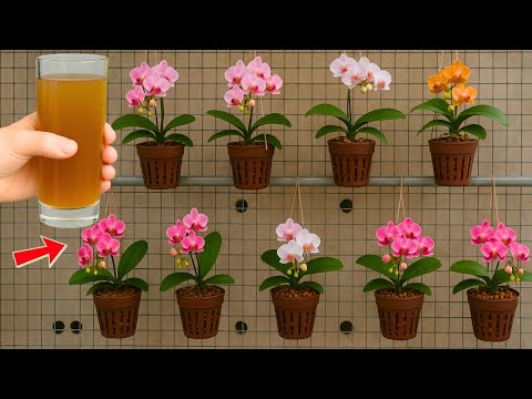 1 cup per week! Orchids produce 999 new roots and flowers instantly!