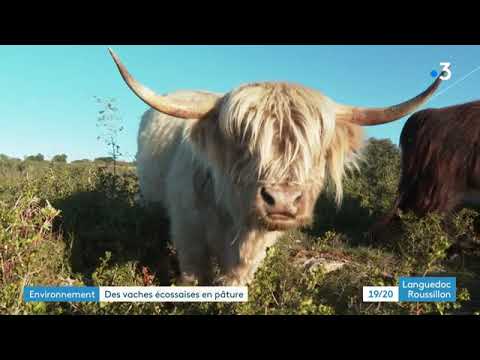 , title : 'Hérault : les vaches écossaises en pâturage'