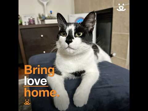 Brave cat beats the odds in life and breath situation