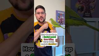 How Do You Keep a Quaker Parrot from Biting When Sitting on Your Shoulder?