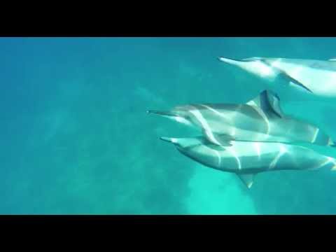 D Rated & Unforgettable:Swim With Mating Spinner Dolphins-UHD 4K