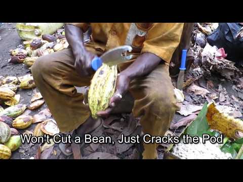 Burro Cocoa Bongo Video