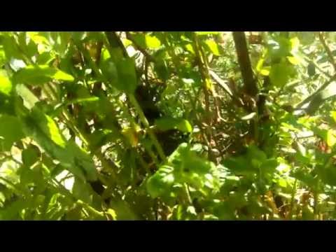 doogee titans2 dg700 camera test