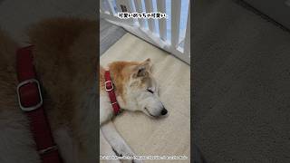 おすすめ介護グッズ #老犬ホーム #老犬との暮らし